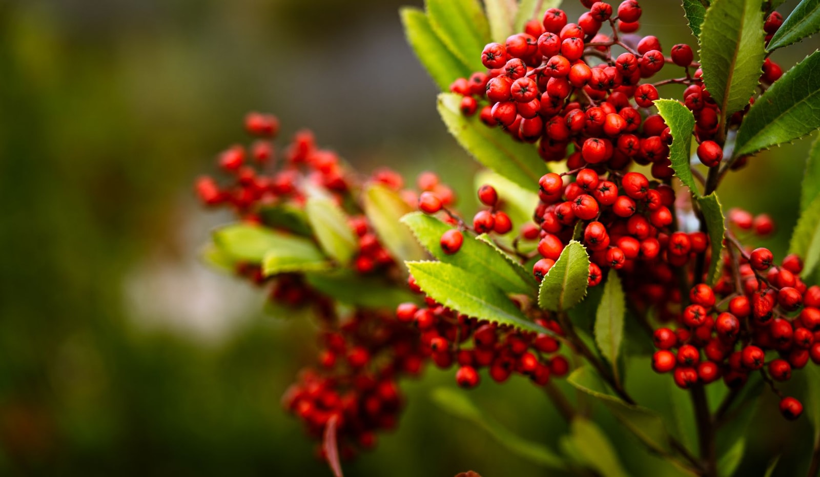 Bright red toyon berries clustered against green foliage in California