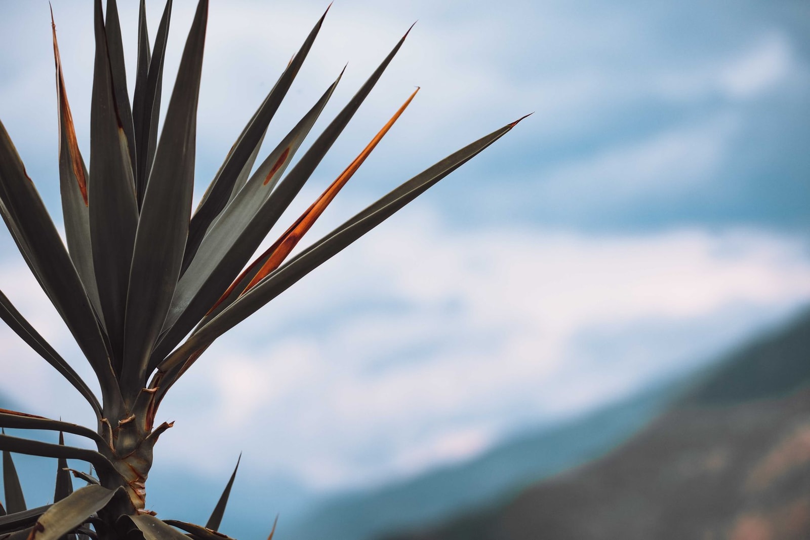 Yucca plant with sharp sword-shaped evergreen leaves against blue sky