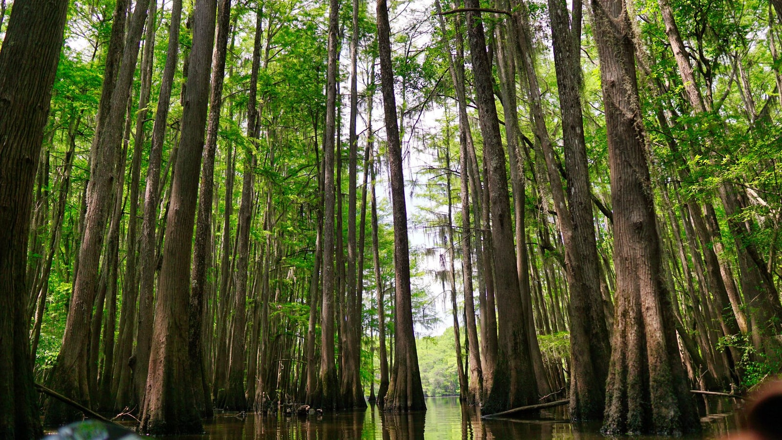 Bald cypress trees rising from a swamp