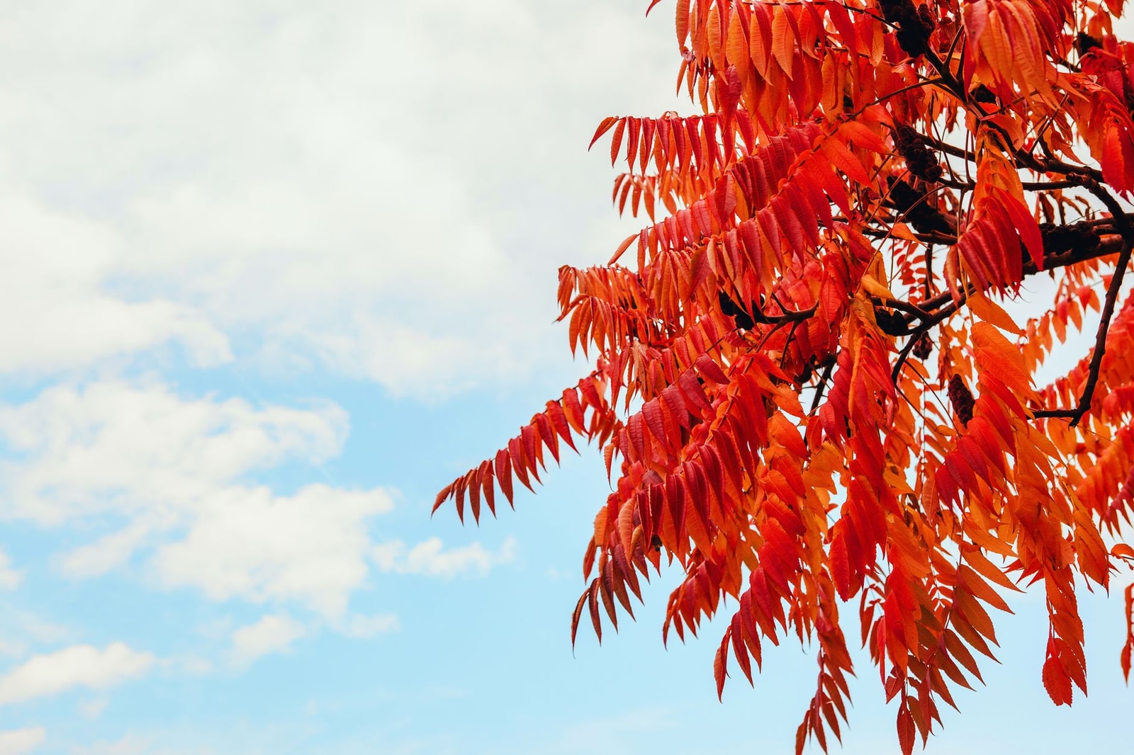 Chinese pistache tree with red and orange fall foliage