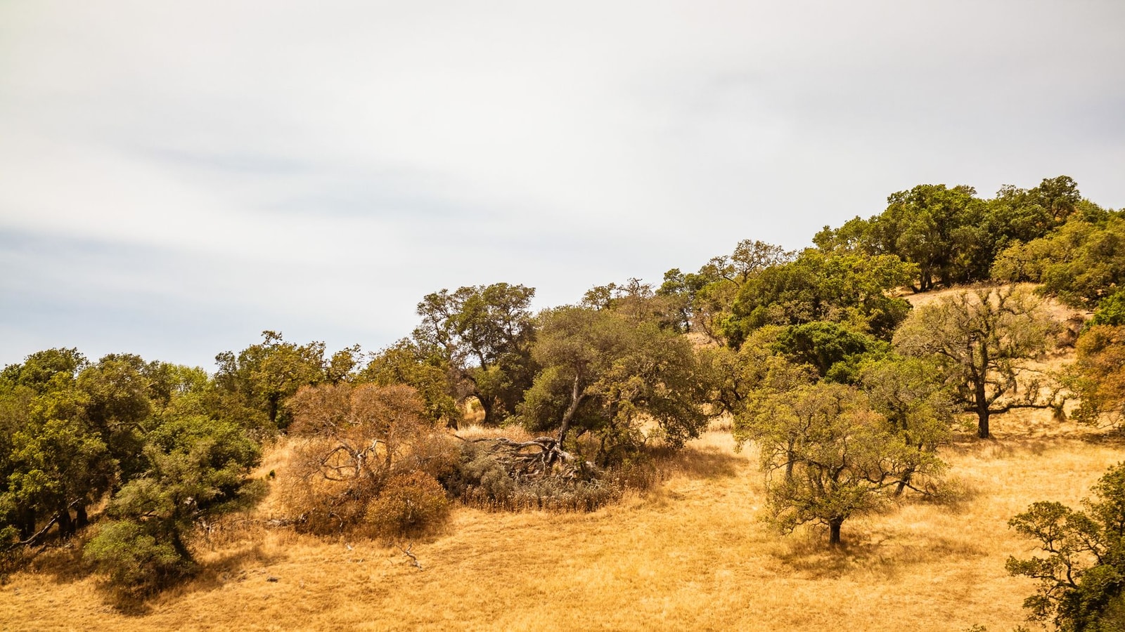 Drought-tolerant oak trees on golden California summer hills