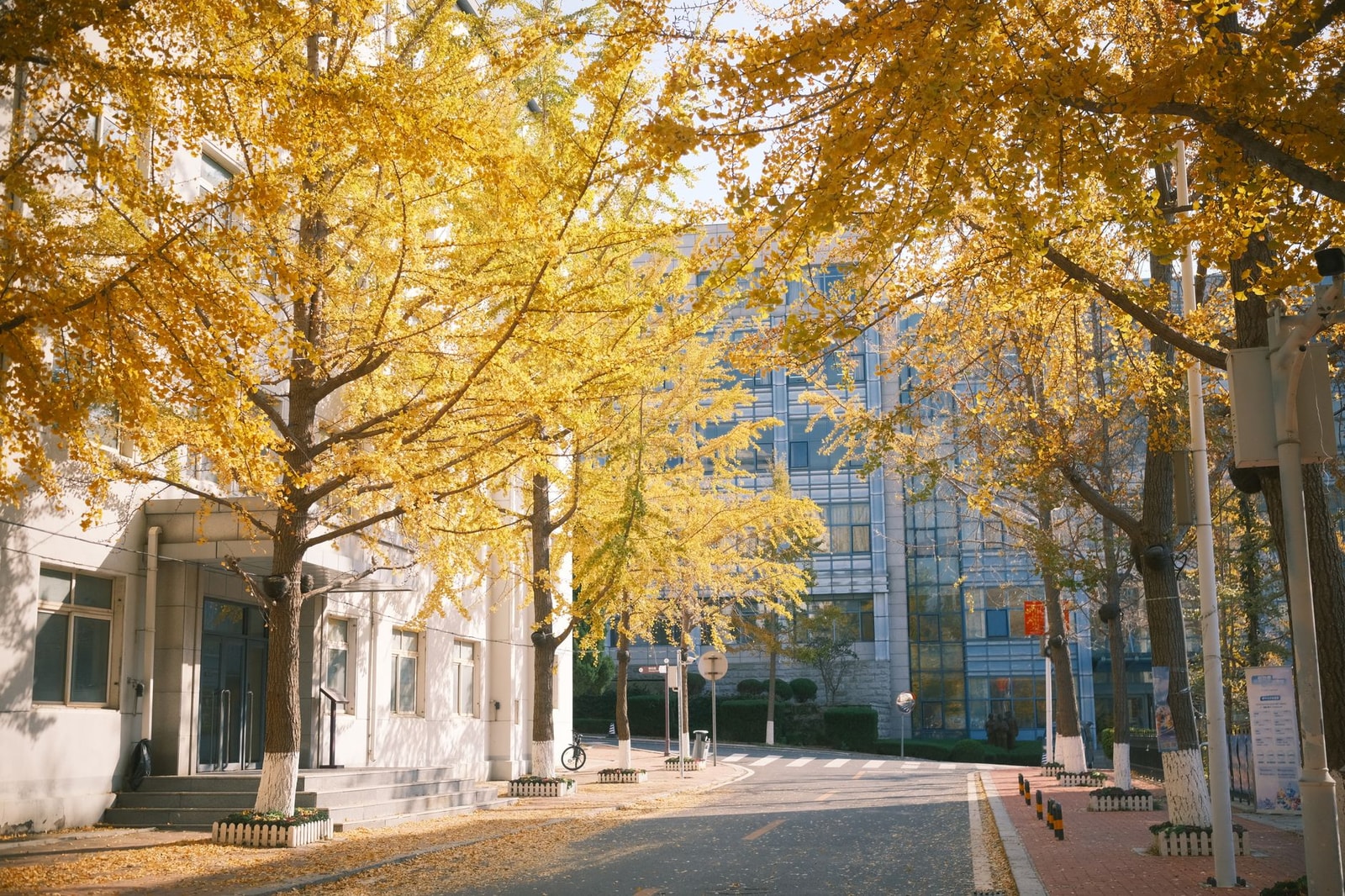Ginkgo trees in golden-yellow fall color along a street