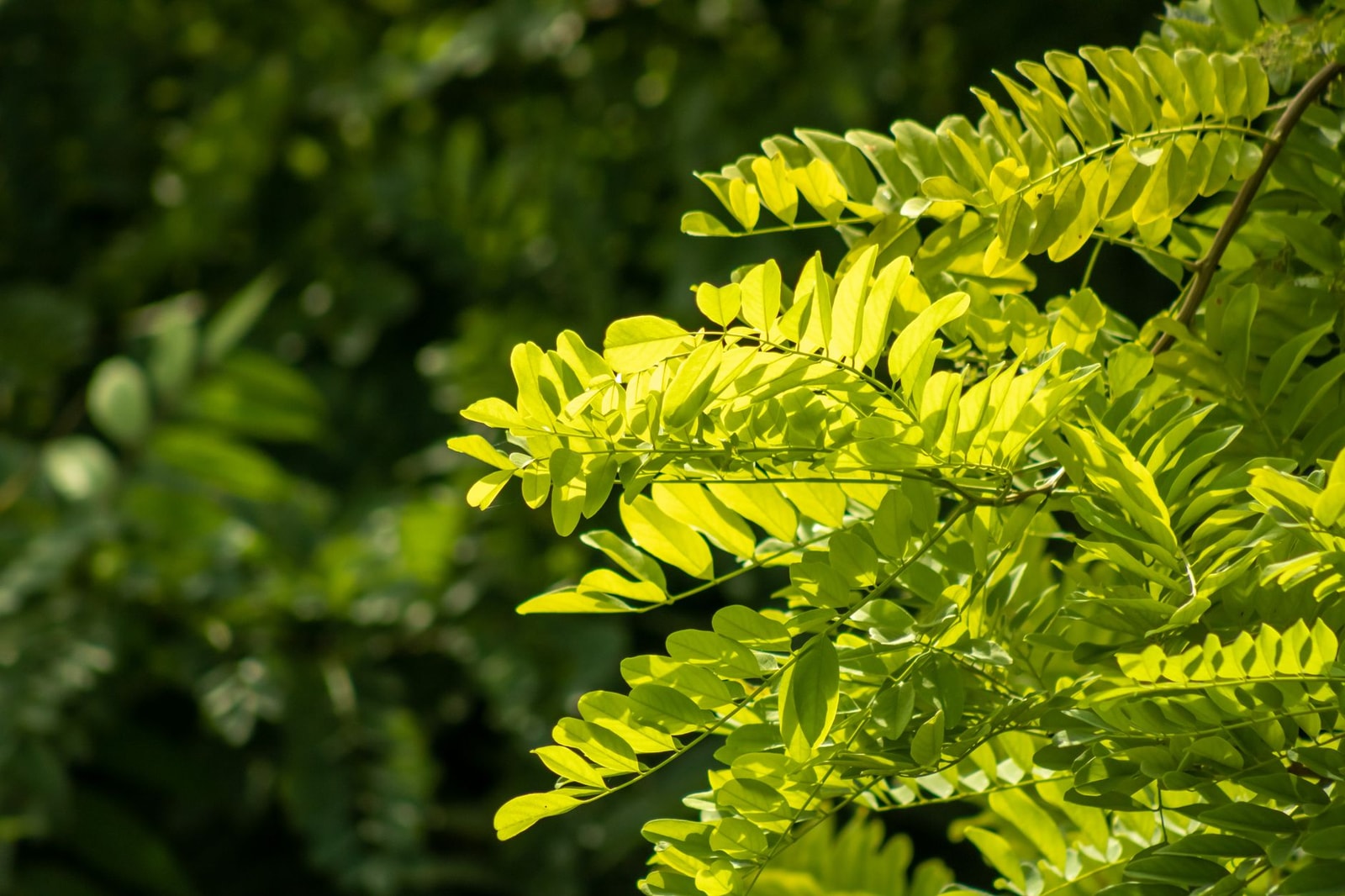 Honey locust foliage in bright sunlight
