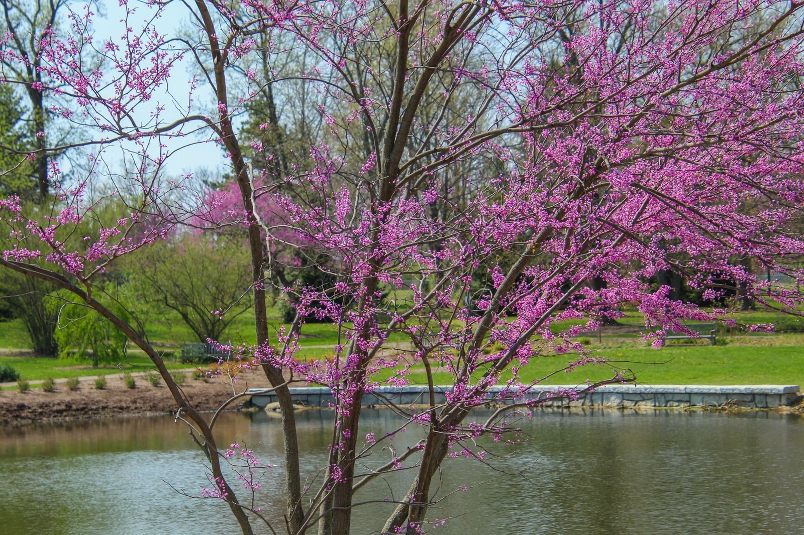 Redbud tree covered in pink spring blossoms