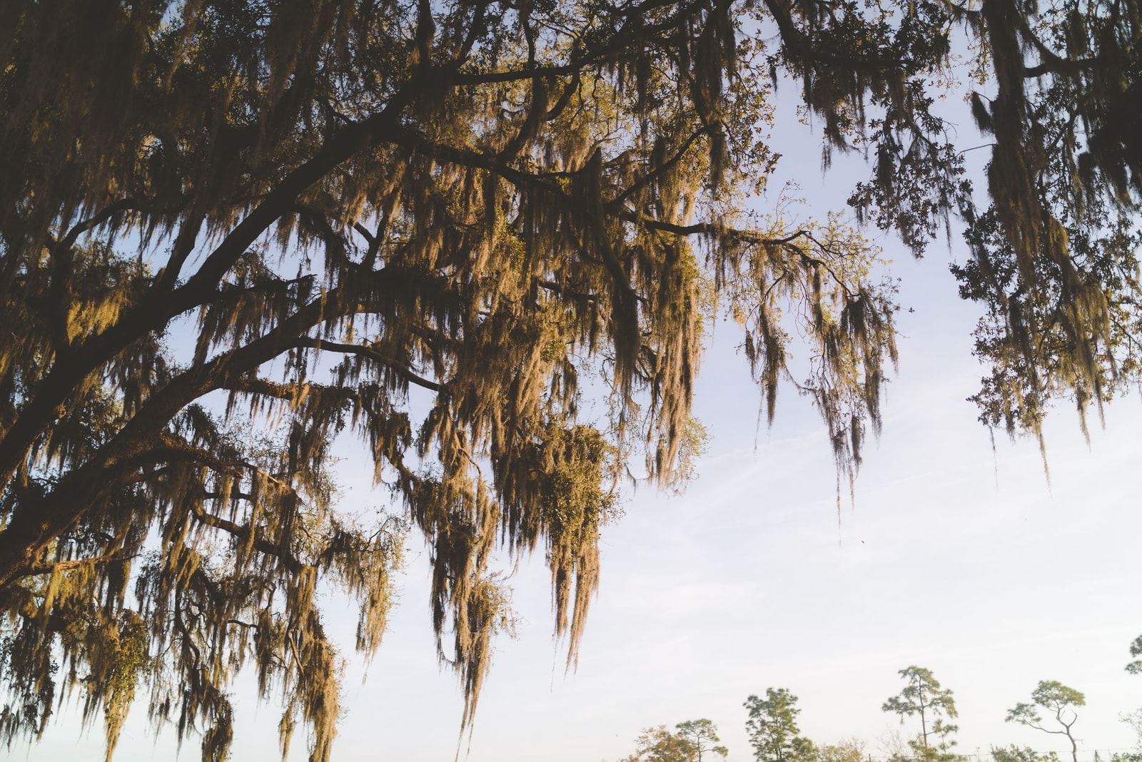 Southern live oak draped in Spanish moss