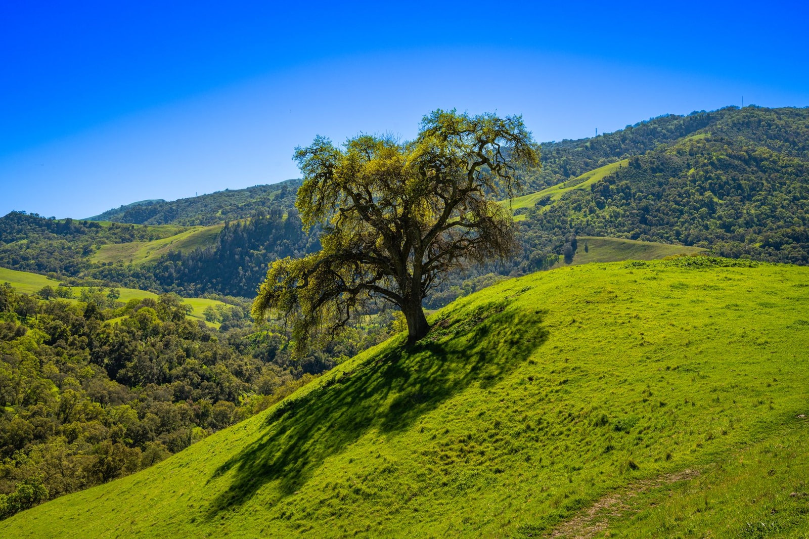 Valley oak tree standing alone on golden California hills