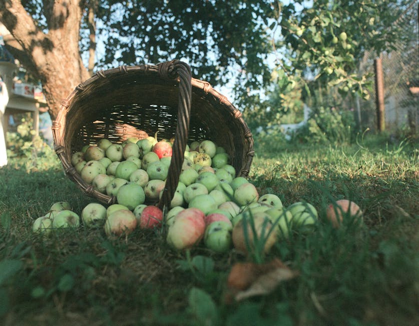 Freshly harvested green apples in a woven basket in a garden
