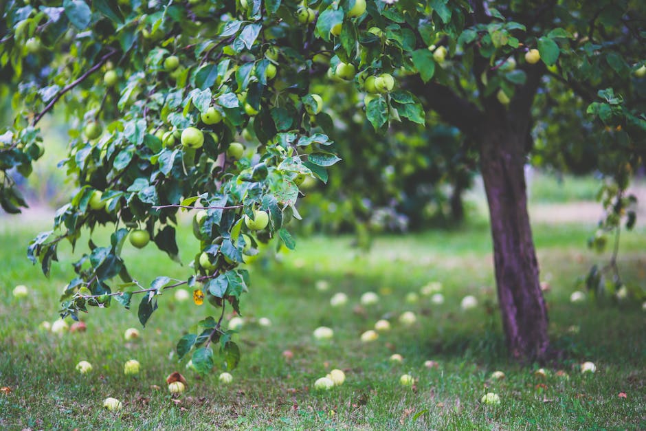 Small dwarf apple tree loaded with ripe red apples in a backyard garden