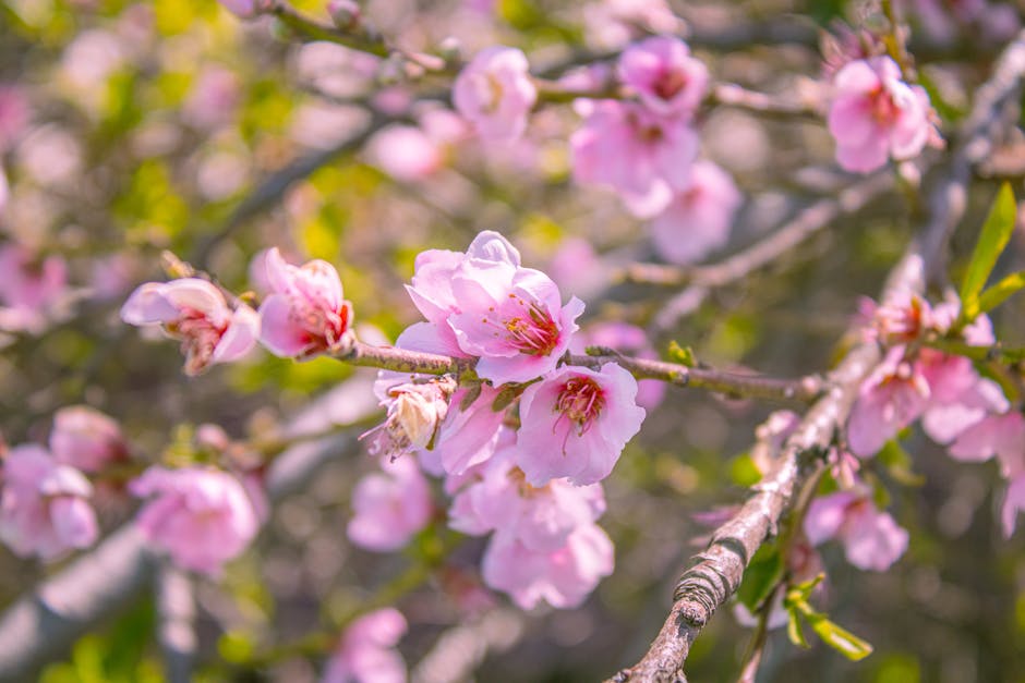 Vibrant pink peach blossoms in full bloom during spring