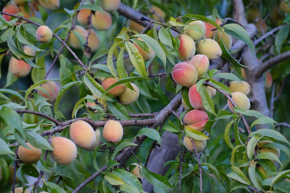 A peach tree laden with ripe fruit in summer