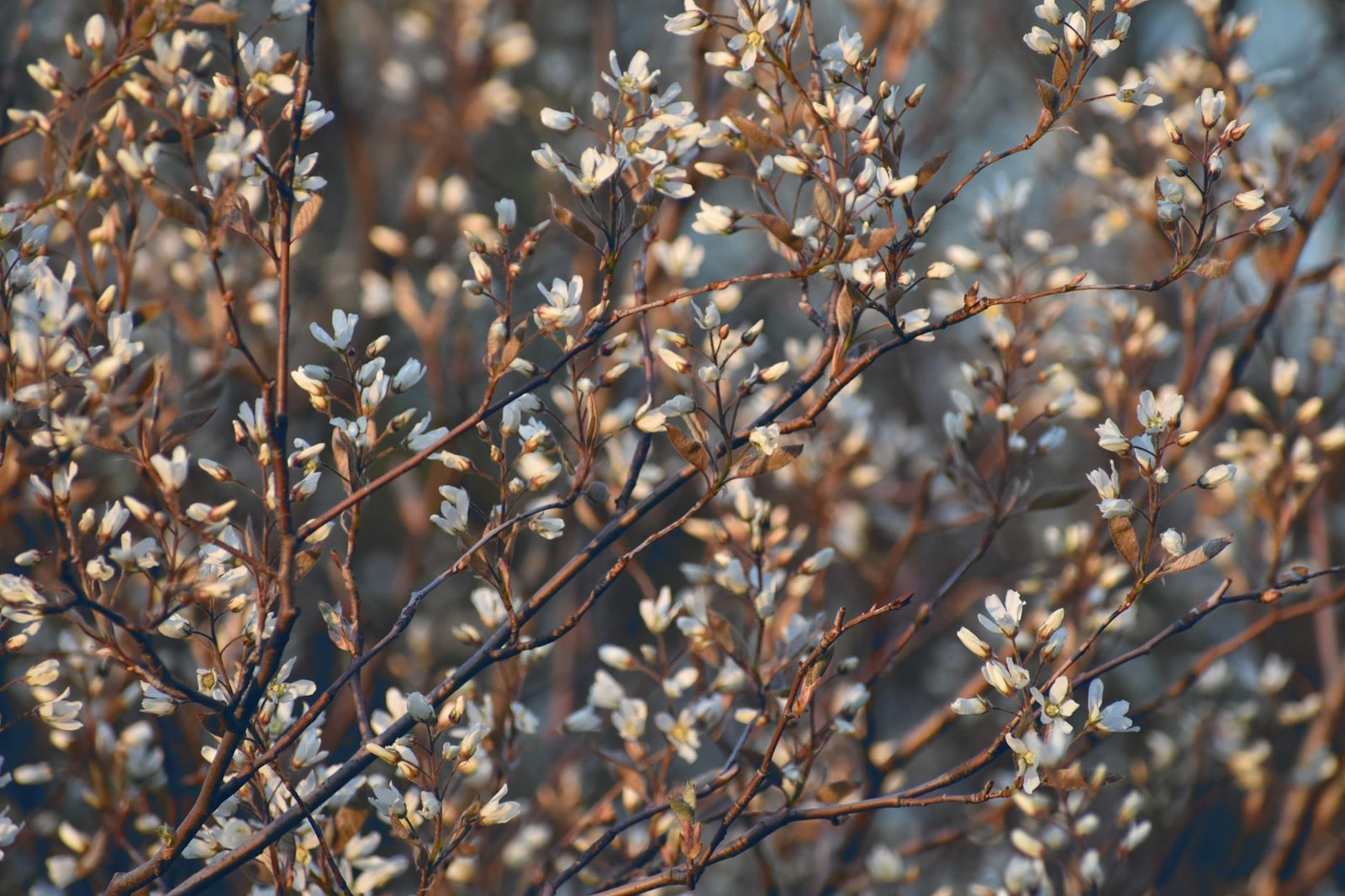 Serviceberry branches covered in delicate white spring blooms