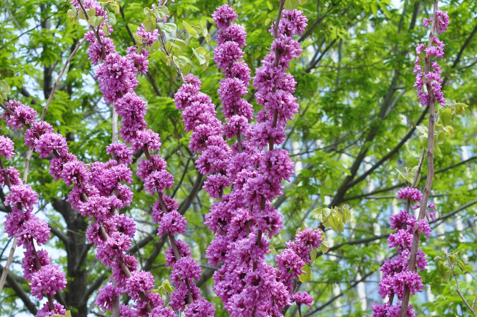 Eastern redbud tree covered in rose-pink flowers on bare branches in early spring