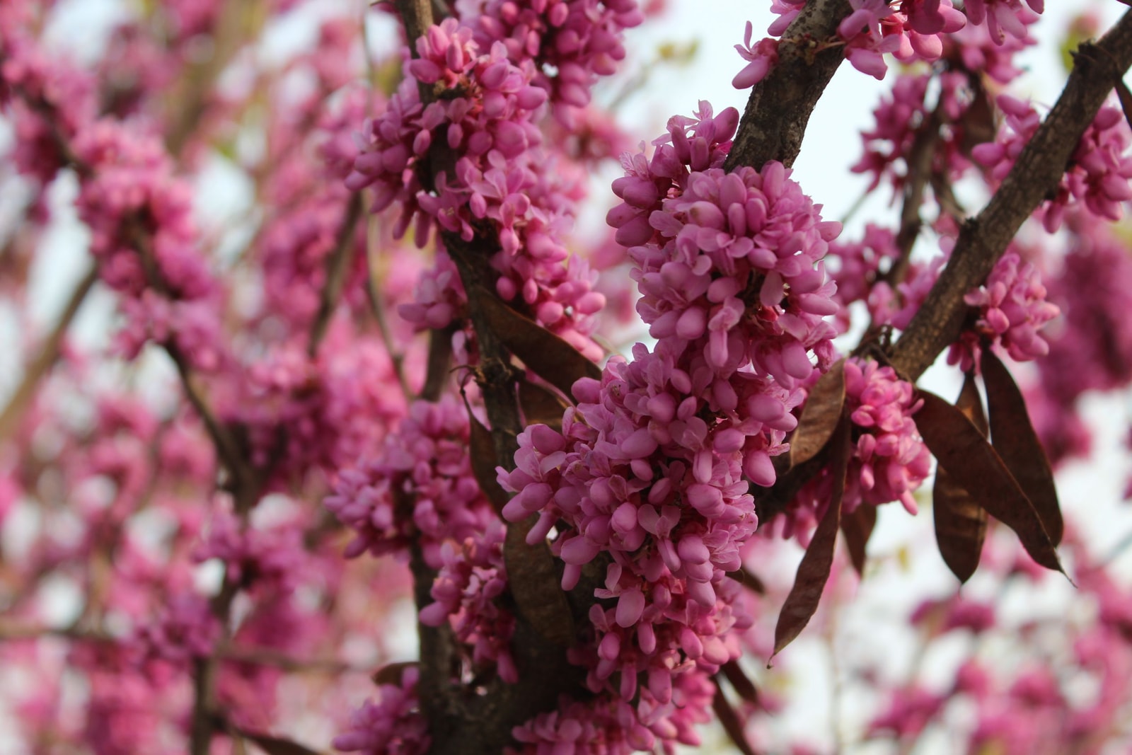 Redbud flowers clustered along a bare spring branch