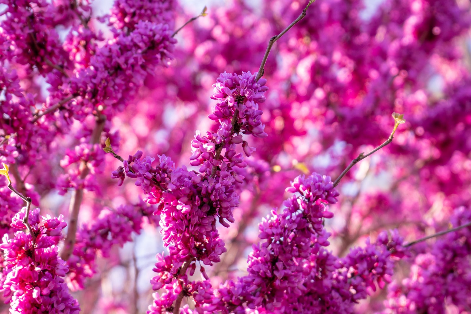 Bright magenta-pink redbud flowers blooming directly on the branch