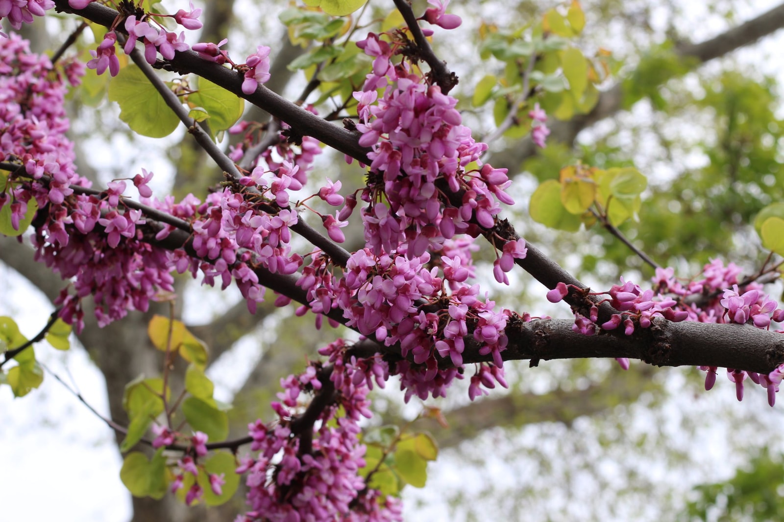 Eastern redbud branches lined with pink spring blossoms
