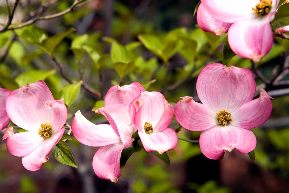 Pink Cornus florida dogwood bracts in full spring bloom