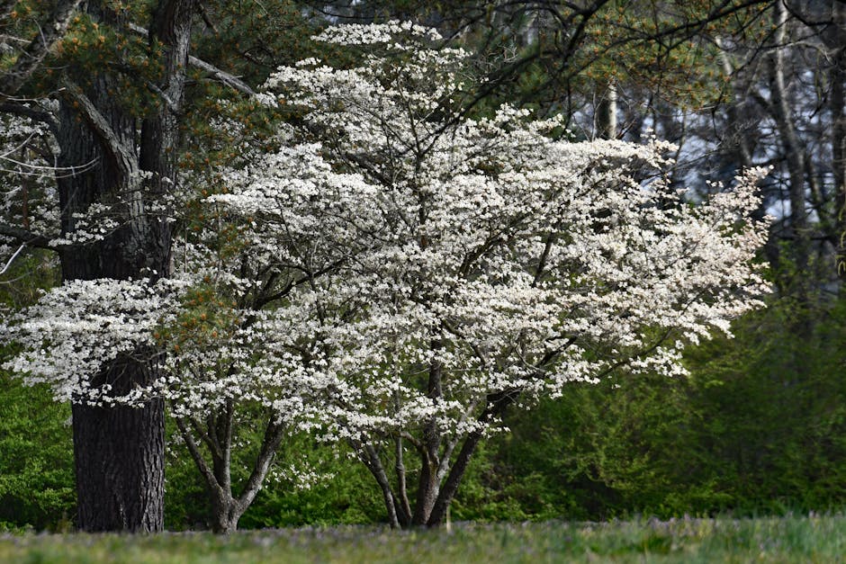 White dogwood tree covered in blooms standing in a sunlit park