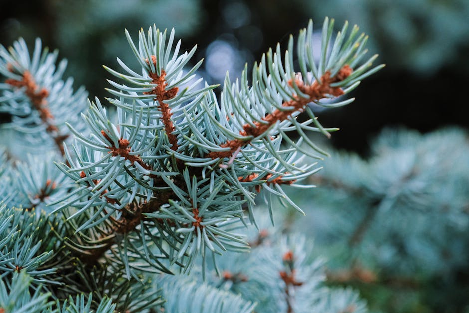 Close-up of blue spruce needles showing the distinctive silvery-blue color and stiff, sharp texture