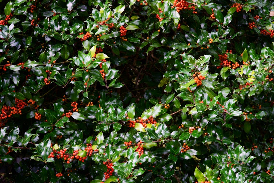 Close-up of holly bush with glossy green leaves and clusters of bright red berries