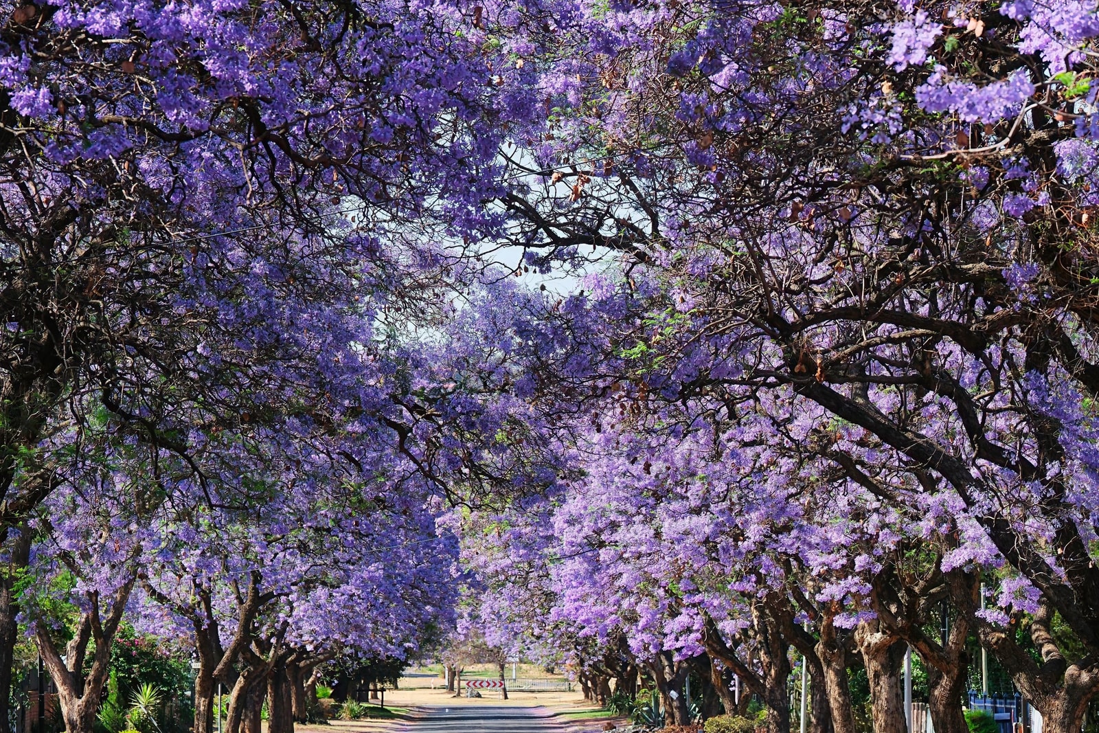 A street lined with fast-growing jacaranda trees in full purple bloom