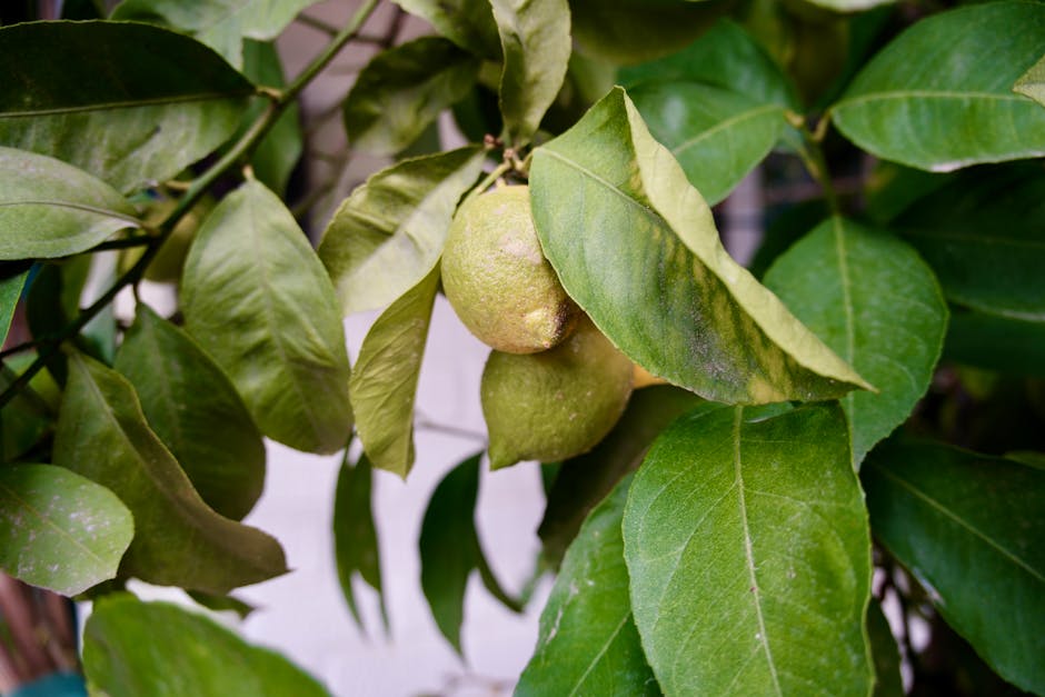 Ripe lemons growing on a lemon tree in a backyard garden