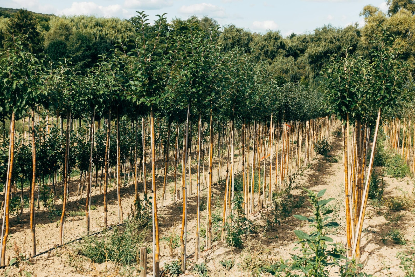 Rows of young staked nursery trees planted close together for a fast privacy screen on a budget