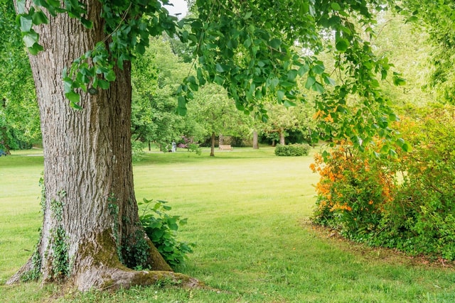 Fast-growing shade trees