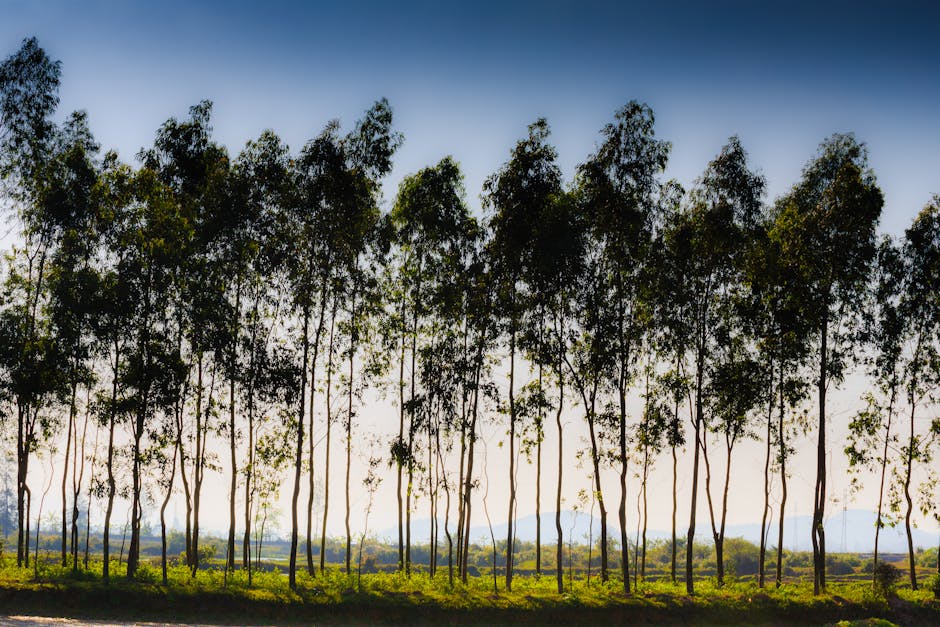 Tall mature trees growing in a green field showing the impressive height and canopy spread of established shade trees