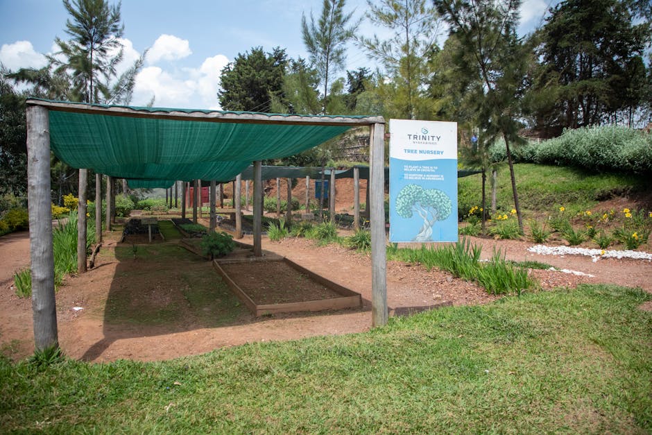 Rows of young trees growing in a nursery with green foliage and straight trunks