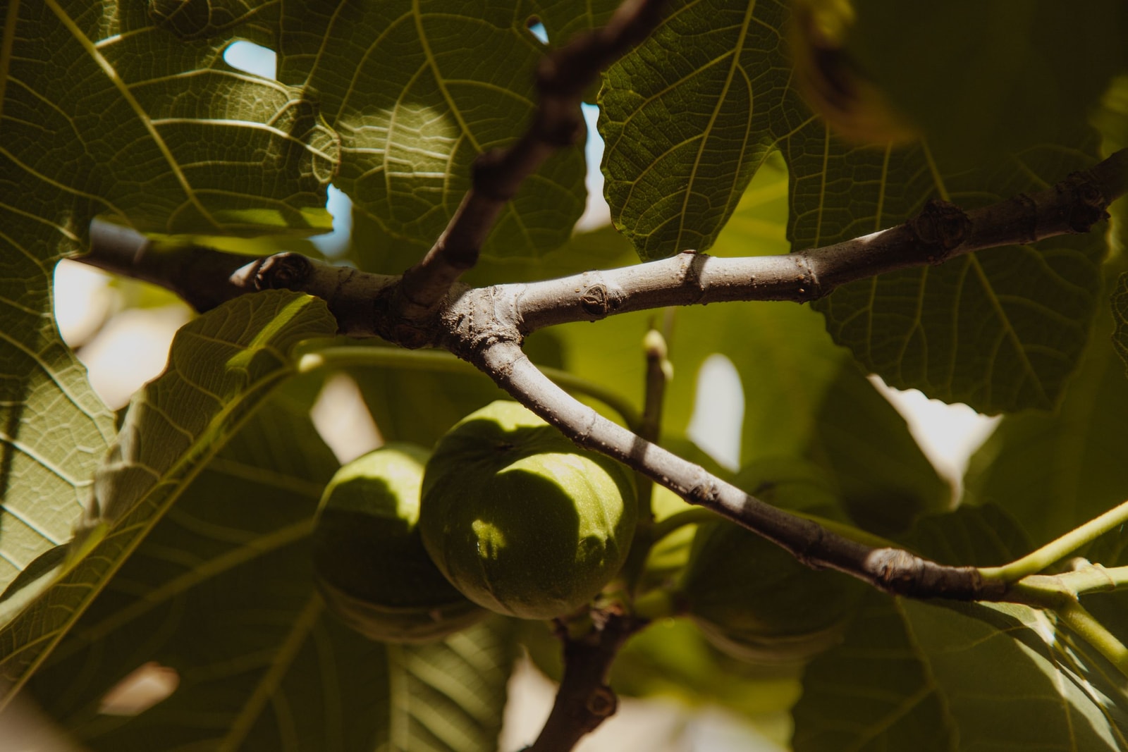 Green figs growing along a fig tree branch