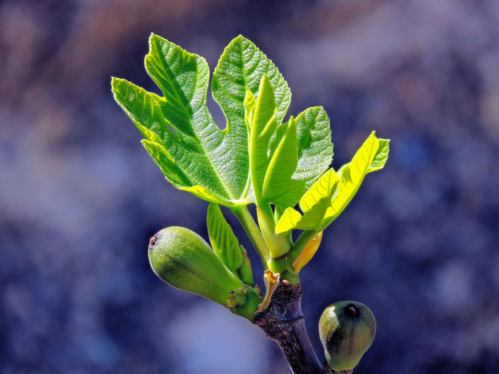 Fresh fig leaves with small developing fruit