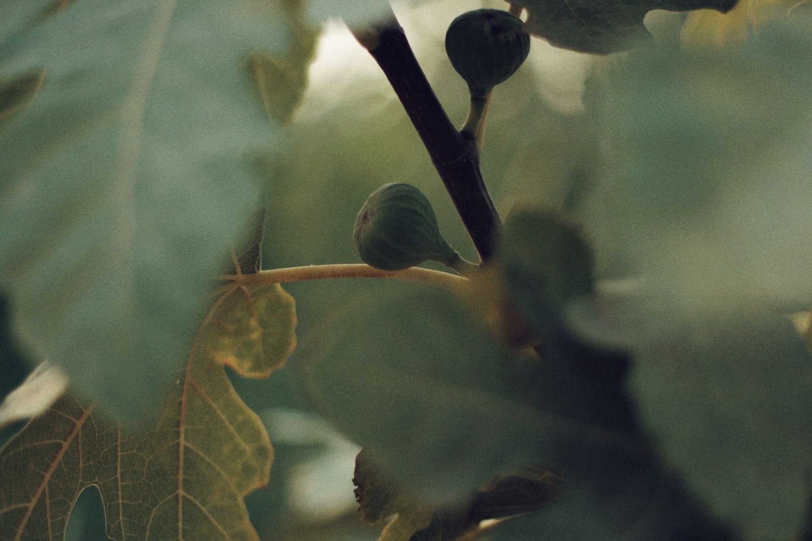 Unripe figs ripening among broad fig leaves