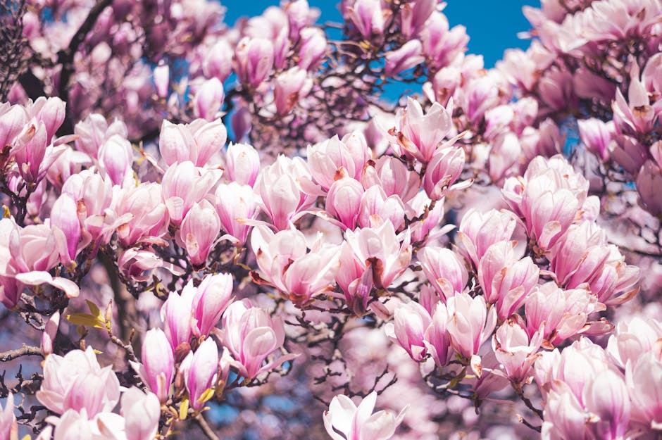 Pink magnolia blossoms in full bloom against a clear blue sky