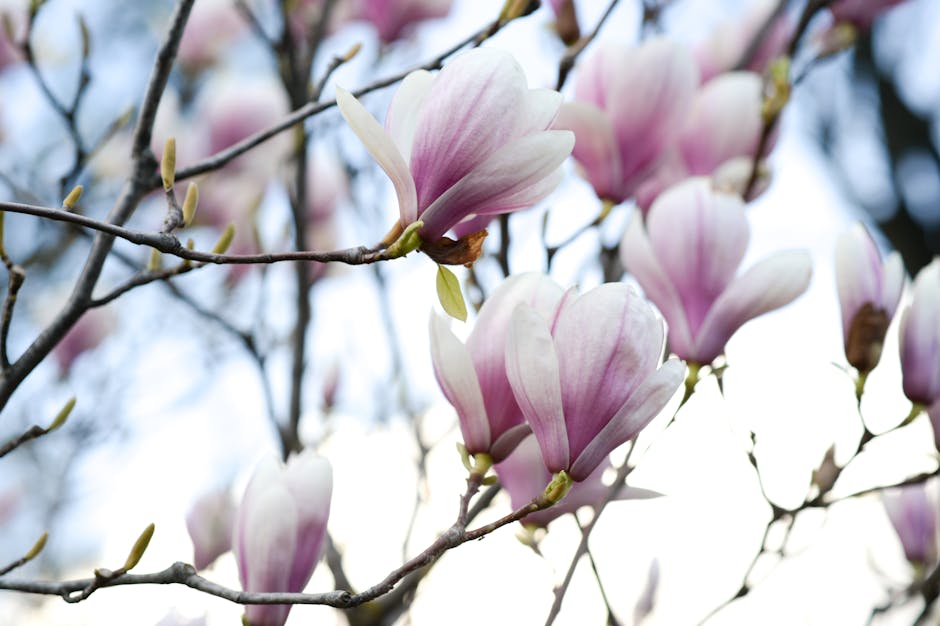 Elegant white magnolia-like blossoms in bloom on a tree