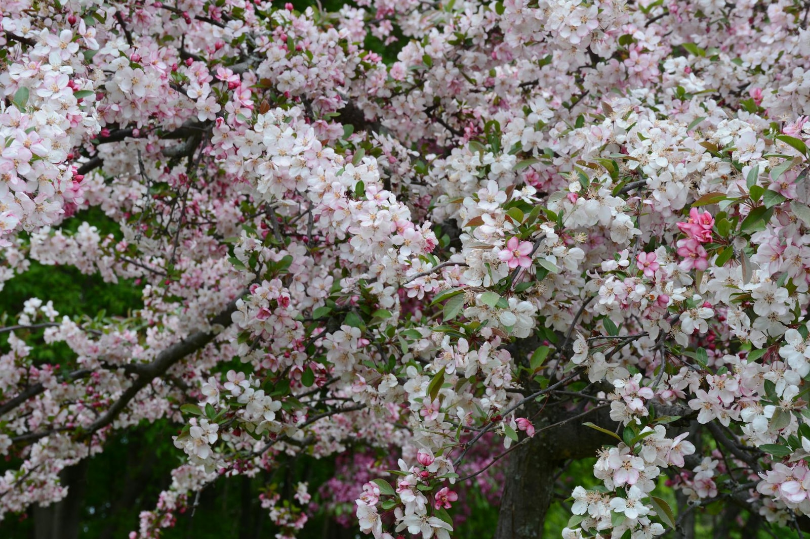 Crabapple tree in full bloom with pink and white flowers in spring