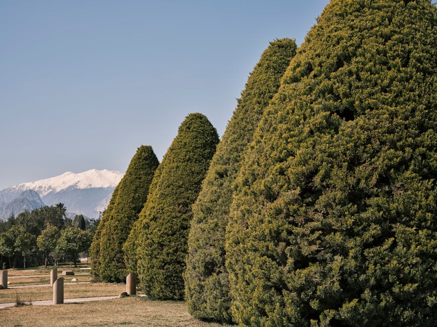 Evergreen conifers of different heights and shapes in a garden landscape with mountains in the background