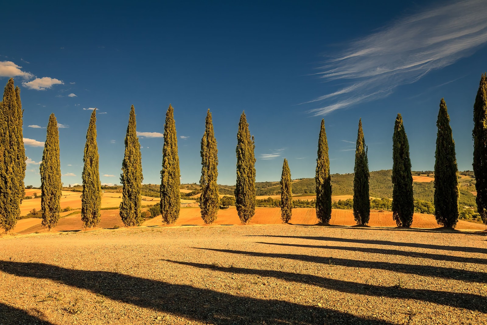 A row of tall narrow Italian cypress columns rising against a clear Mediterranean sky