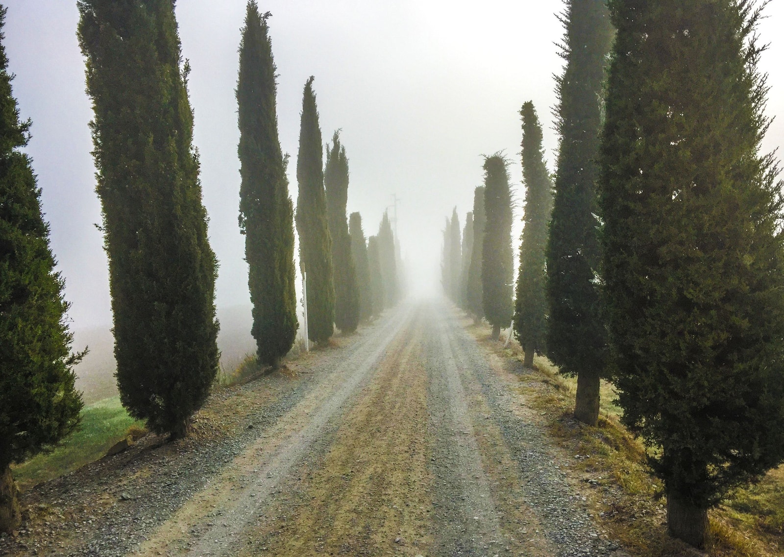 A pathway lined with tall columnar Italian cypress