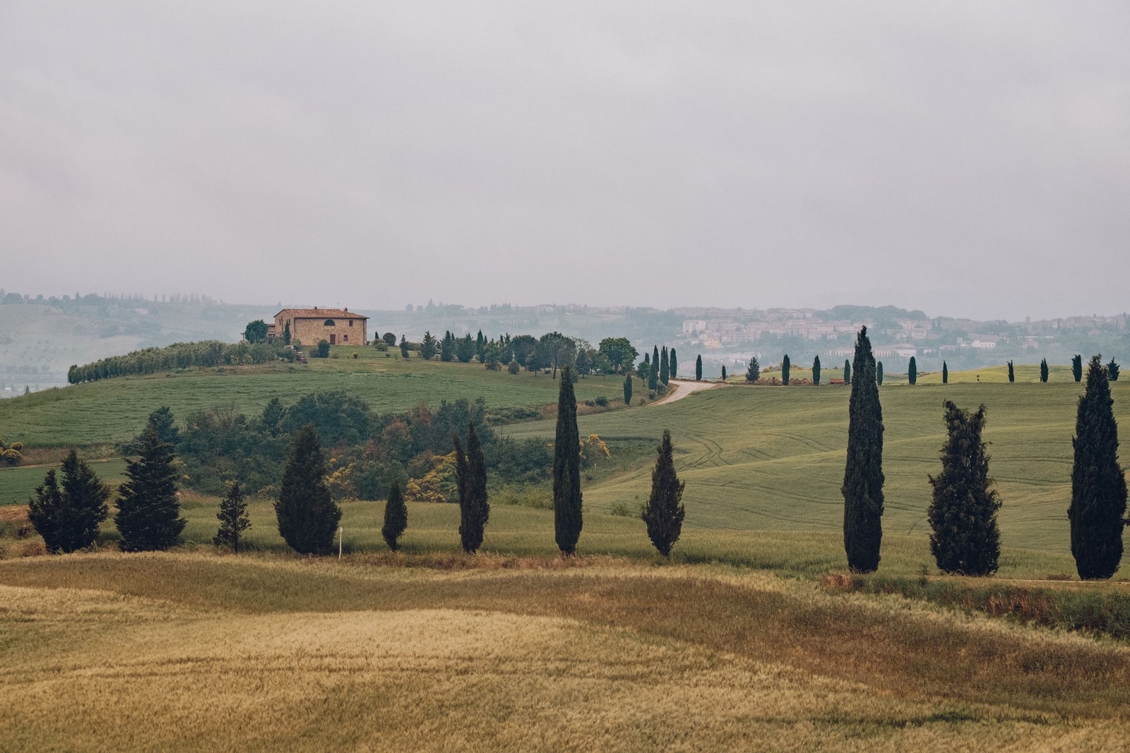 Italian cypress trees dotting rolling Tuscan hills