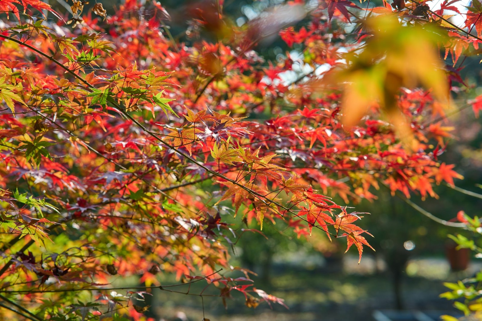 Japanese maple leaves turning warm autumn shades of orange and red