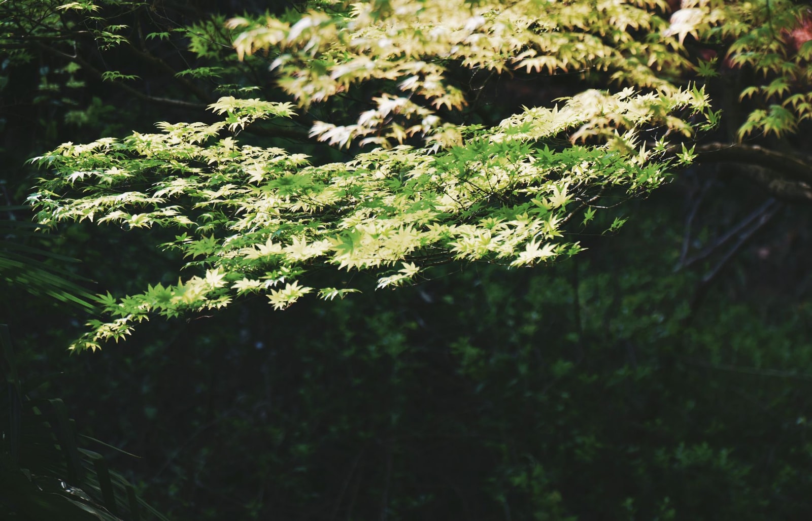Green Japanese maple foliage in summer, the form most prone to leaf scorch in full sun