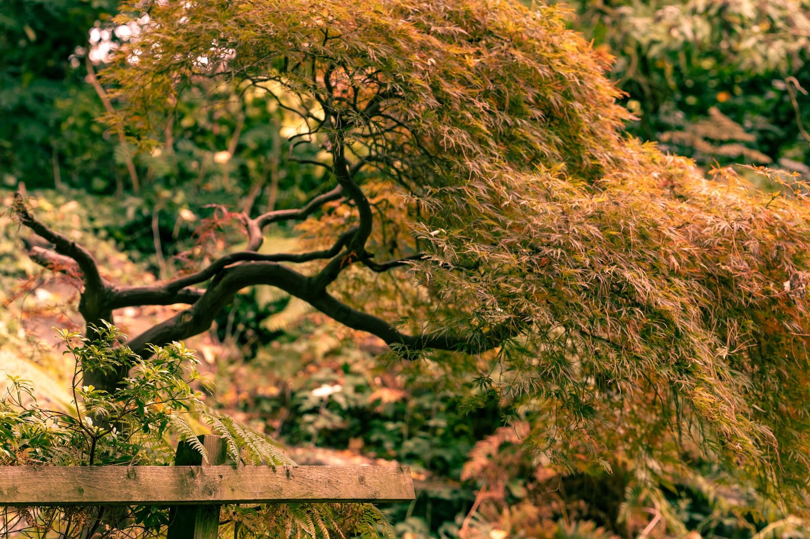Japanese maple with deep red palmate leaves in a shaded garden bed