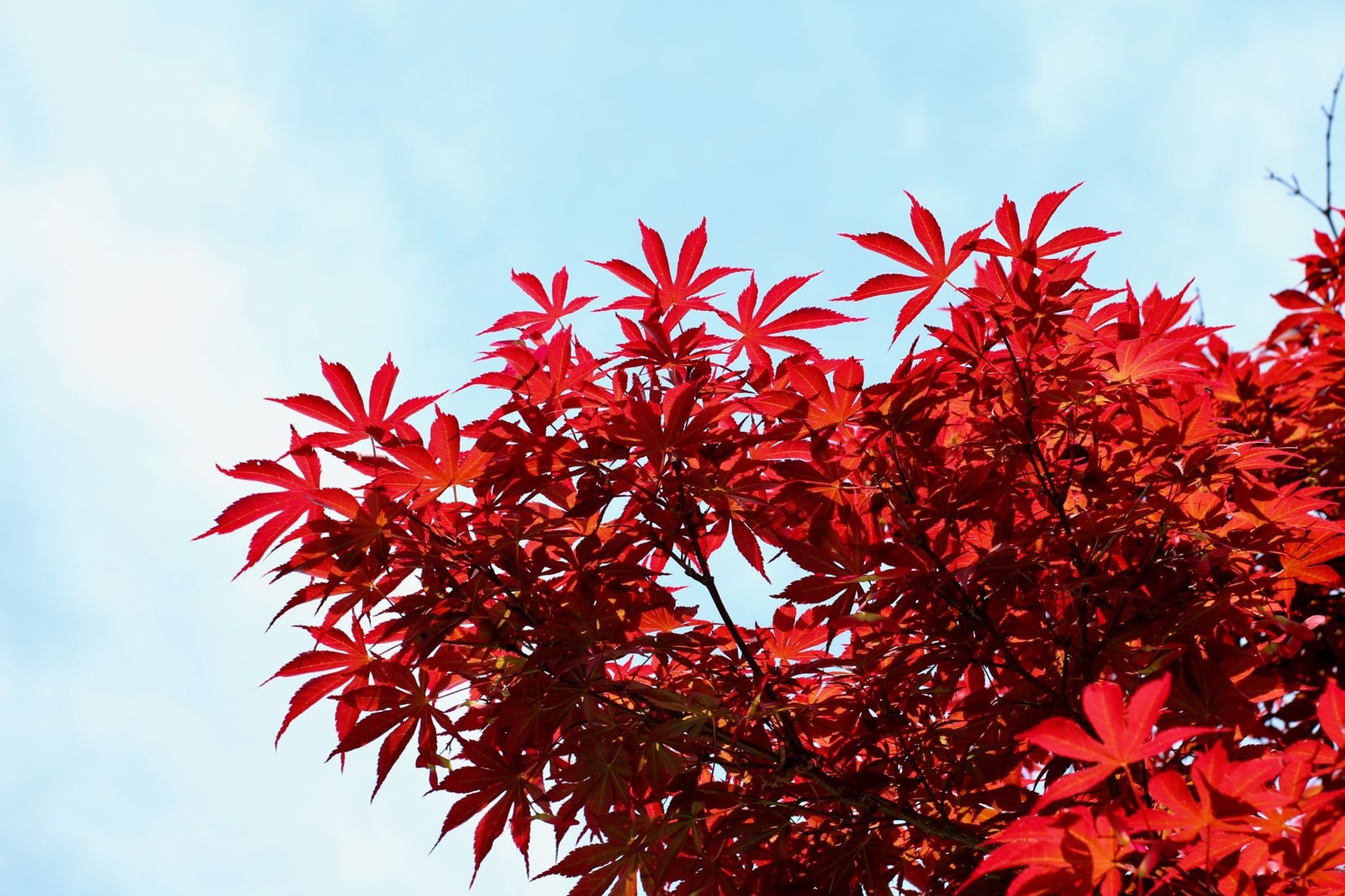 Bright red Japanese maple leaves against a clear blue sky