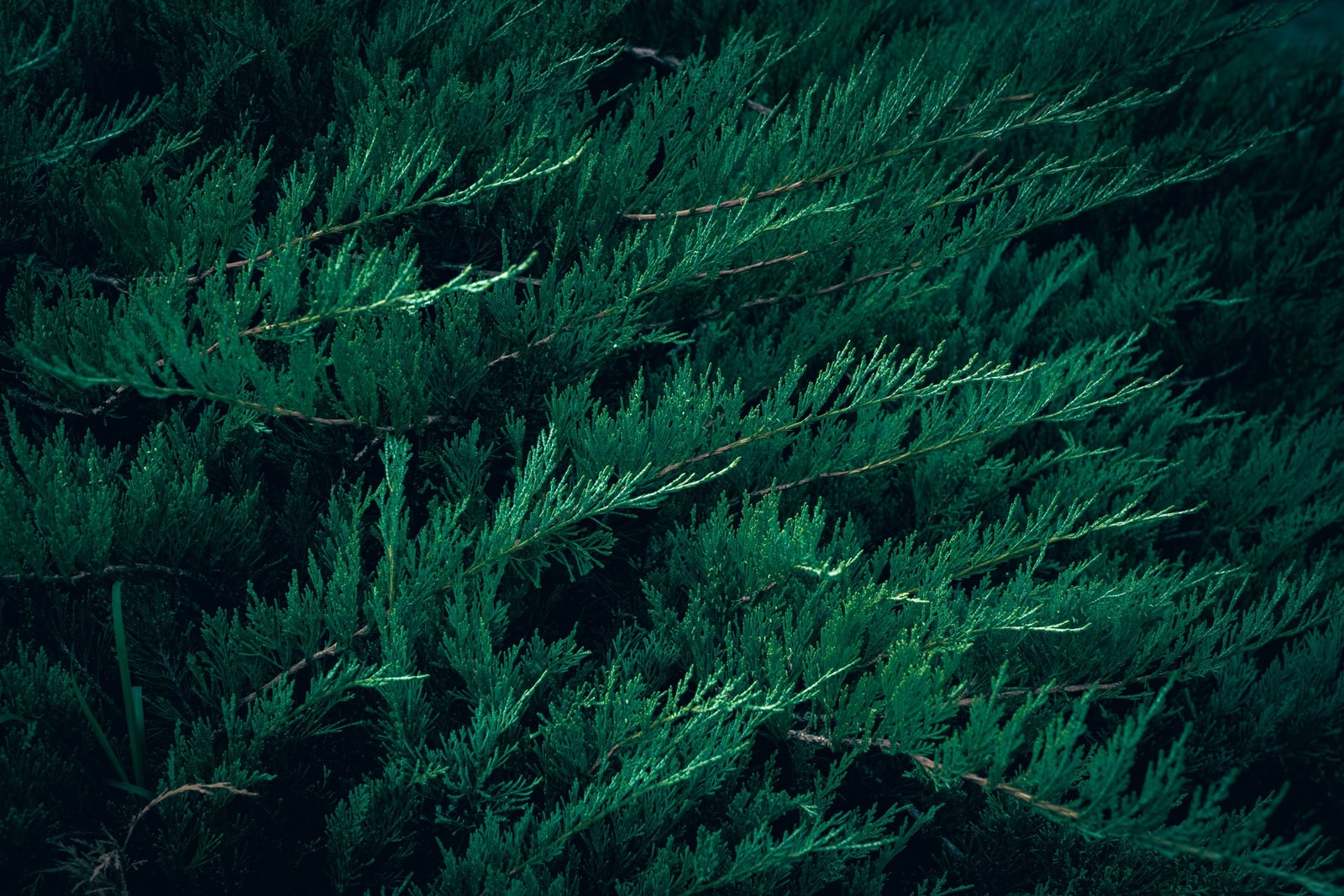 Juniper branches showing the scale-like evergreen foliage