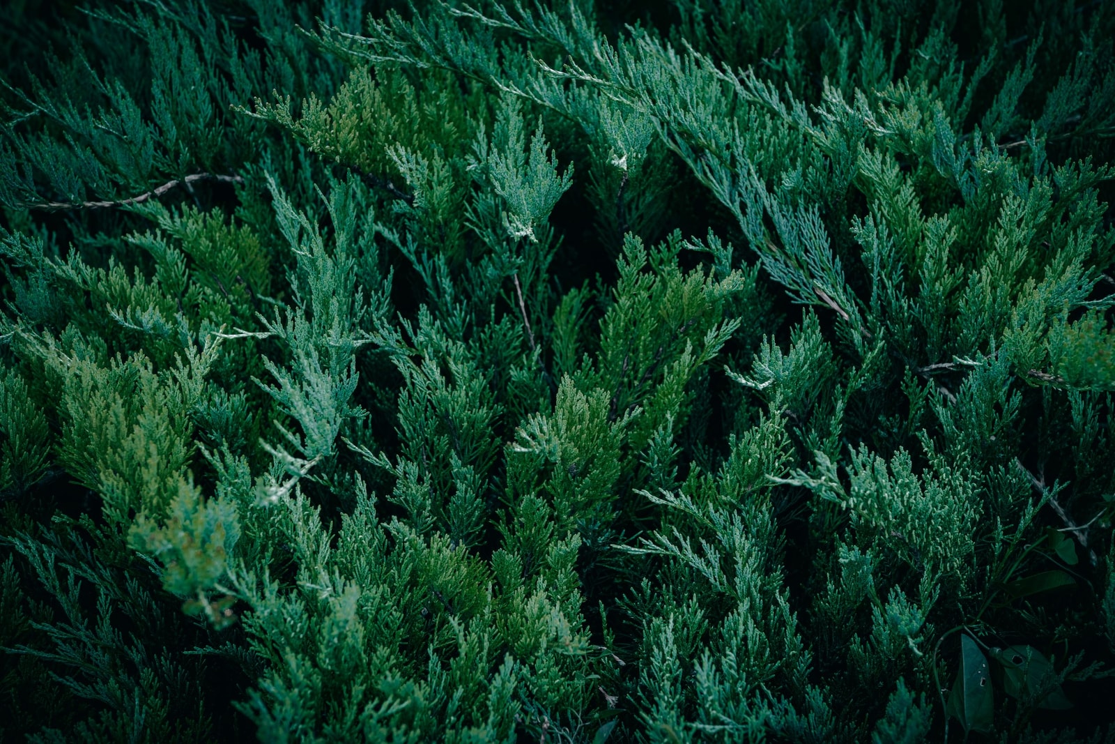Dense evergreen juniper foliage