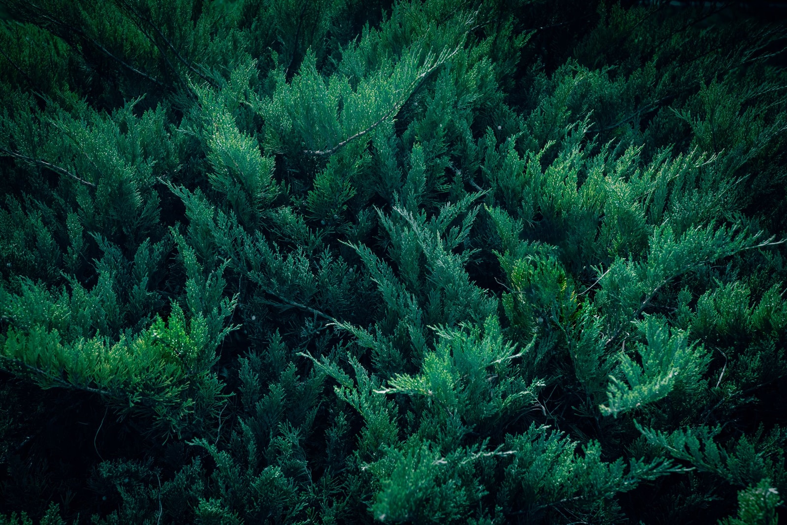 Dense blue-green juniper foliage in close detail
