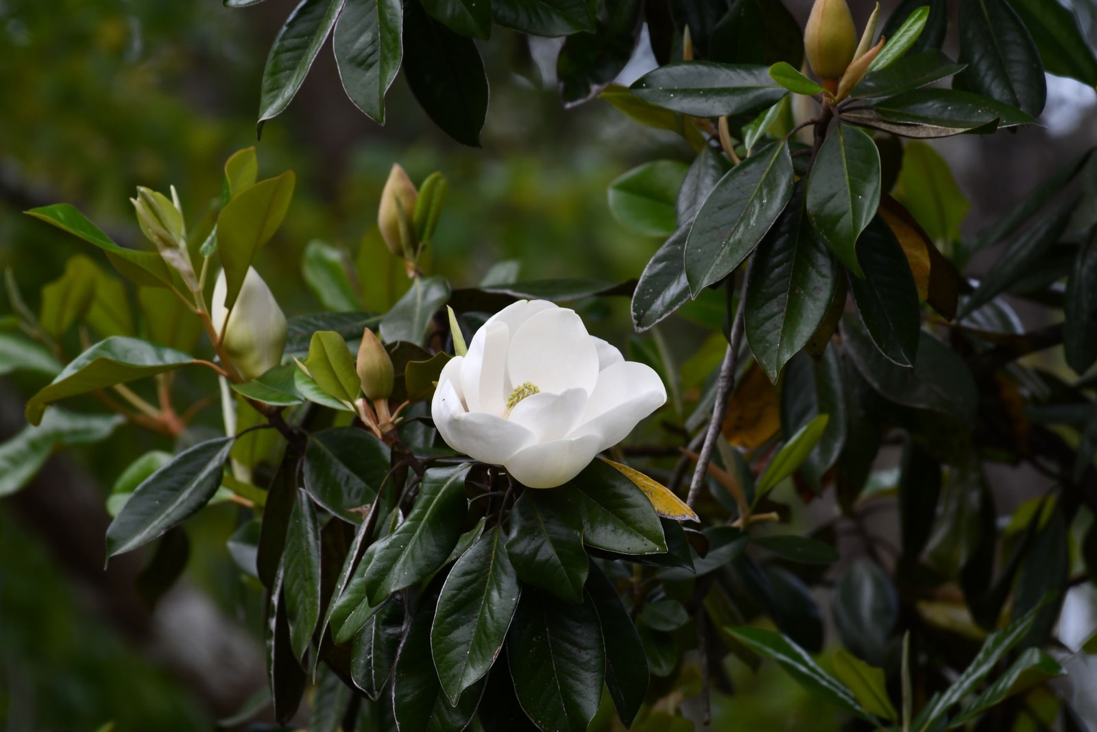 A magnolia bloom opening among the tree's broad leaves