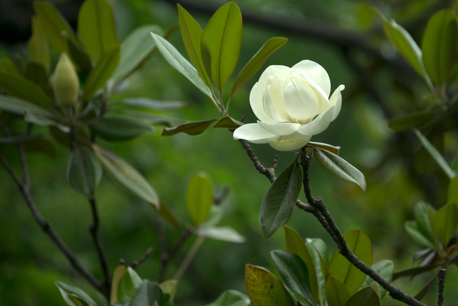 A magnolia in full bloom covered in creamy white flowers