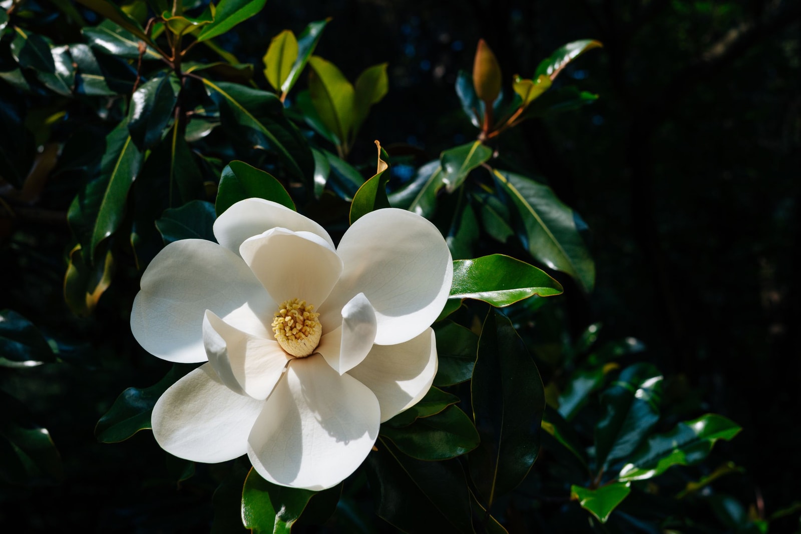 Southern magnolia tree covered in large white flowers against glossy dark green leaves