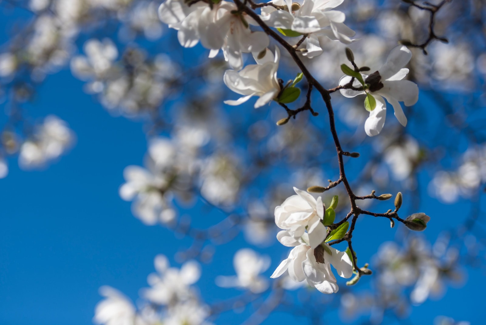 A large white Southern magnolia flower against glossy evergreen foliage
